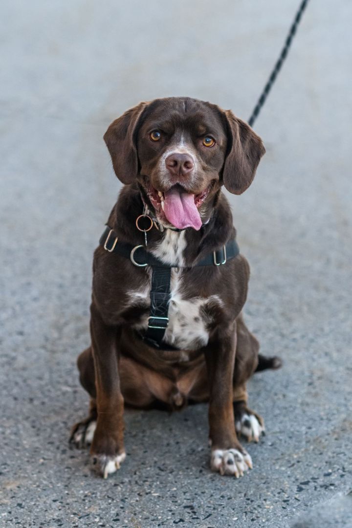 genetisk Skråstreg Optimistisk Dog for adoption - WATSON, a Chocolate Labrador Retriever & Cocker Spaniel  Mix in Hamilton, NJ | Petfinder