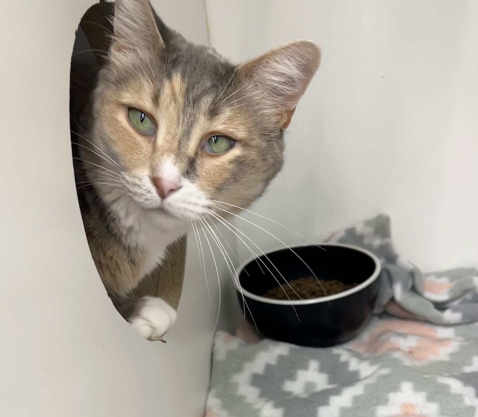 Daisy, an adoptable Domestic Short Hair in Livonia, MI, 48152 | Photo Image 1