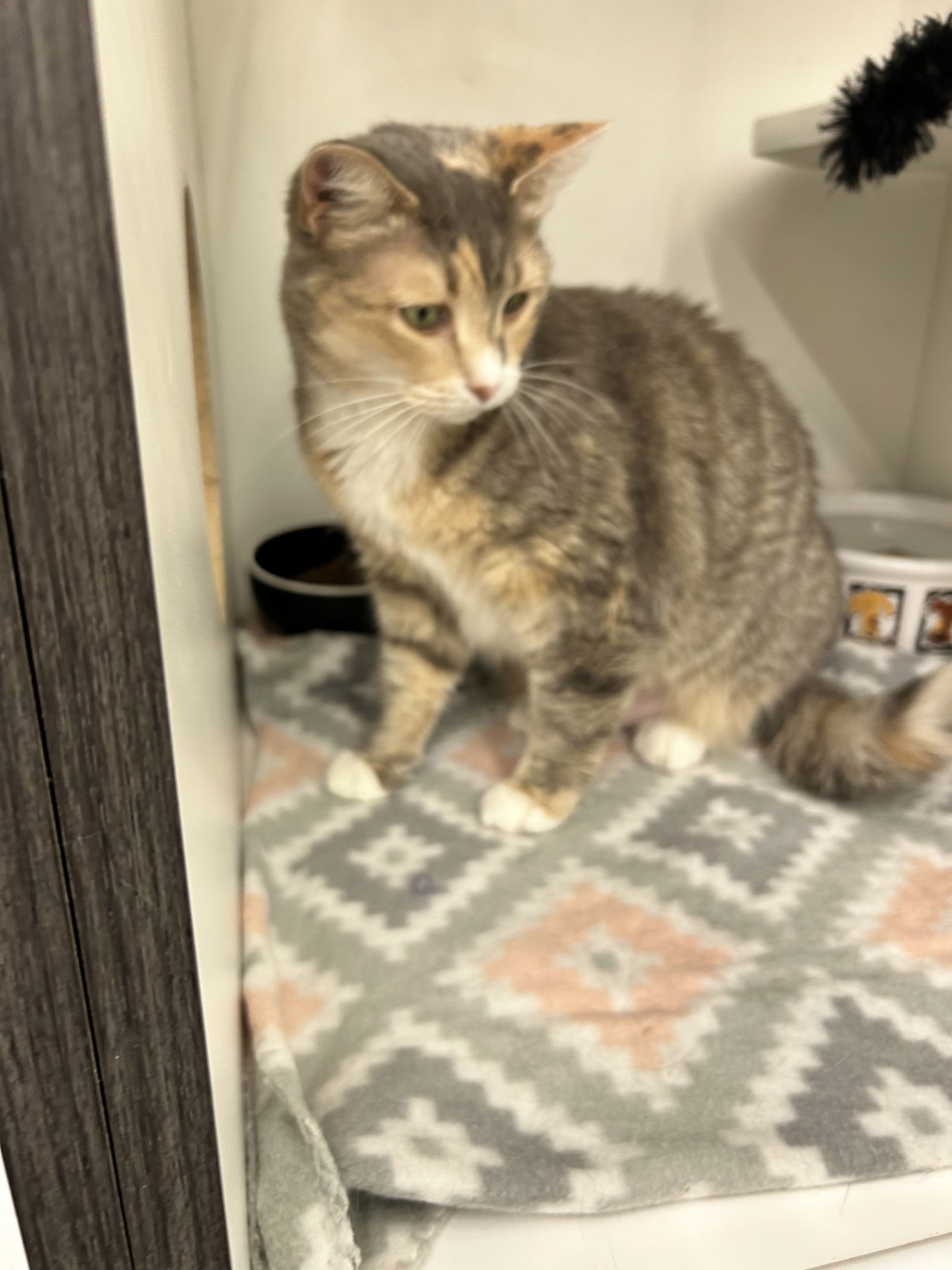 Daisy, an adoptable Domestic Short Hair in Livonia, MI, 48152 | Photo Image 2