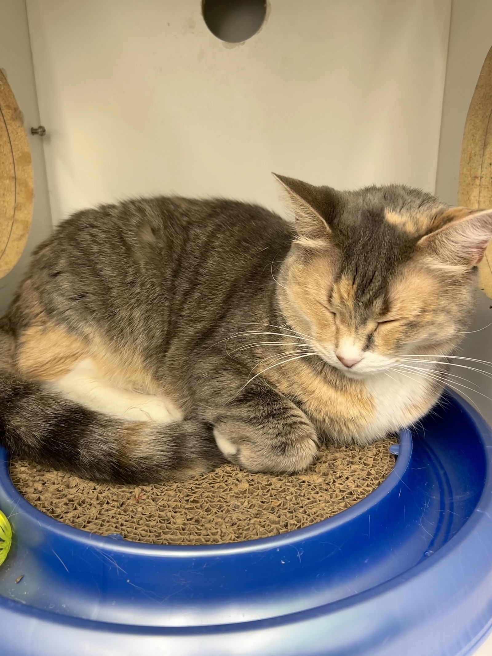 Daisy, an adoptable Domestic Short Hair in Livonia, MI, 48152 | Photo Image 3