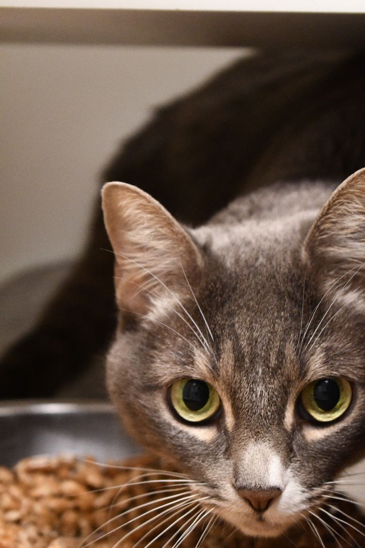Athena, an adoptable Domestic Short Hair in Bellingham, WA_image-1