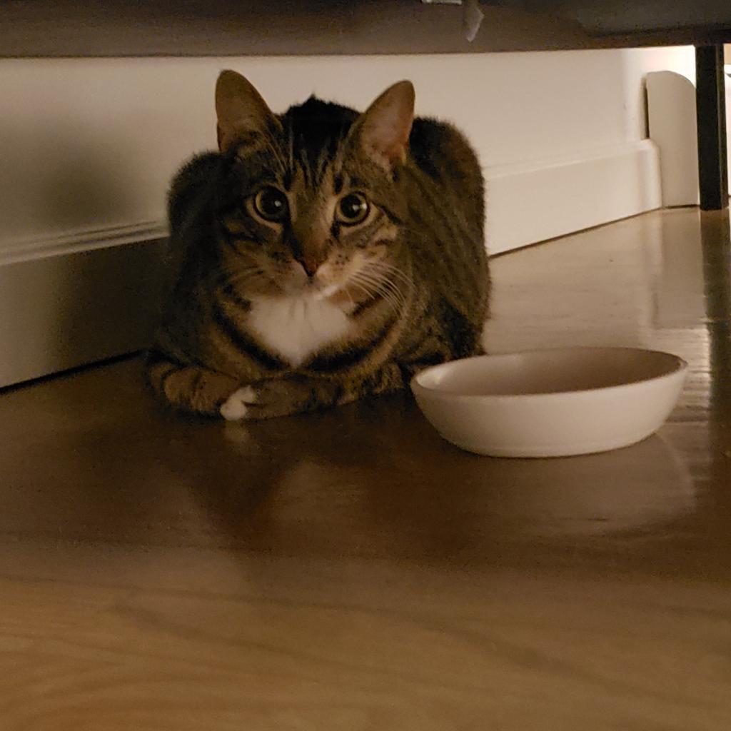 Mysti, an adoptable Domestic Short Hair in Wappingers Falls, NY, 12590 | Photo Image 2