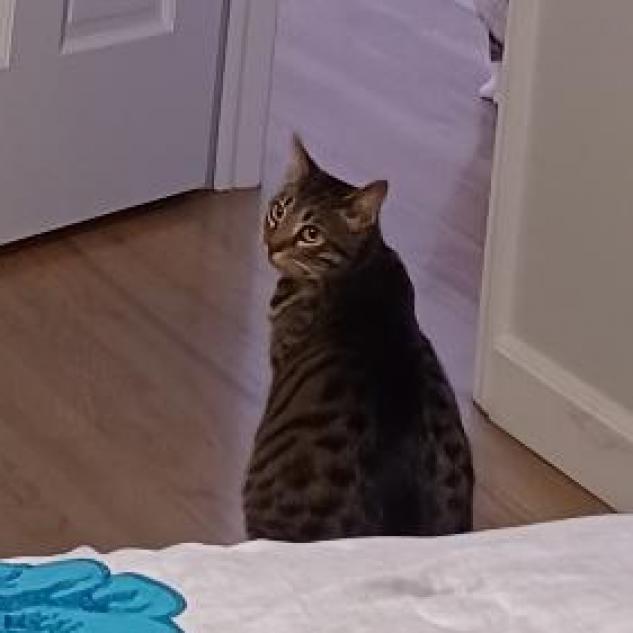 Mysti