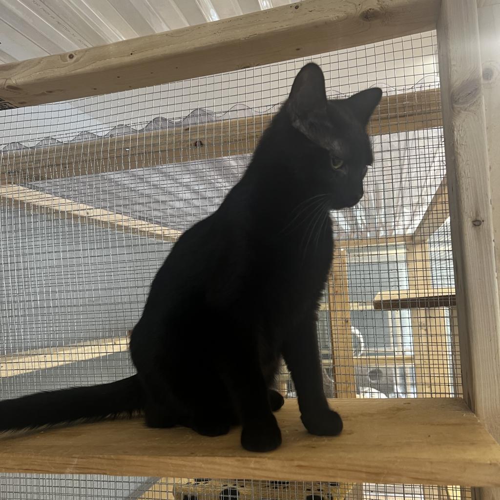 Winnie, an adoptable Domestic Short Hair in Wappingers Falls, NY, 12590 | Photo Image 2