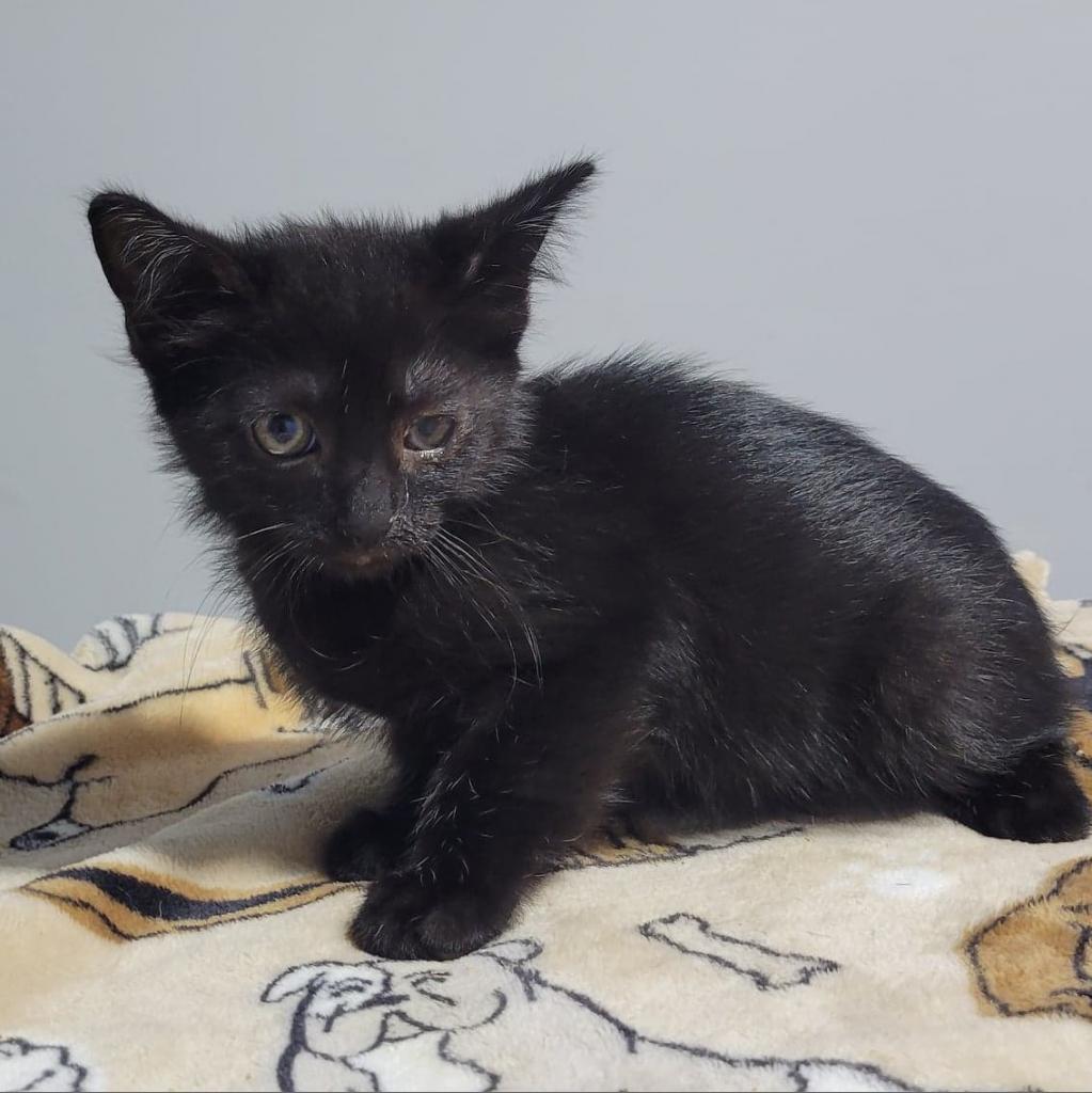 Winnie, an adoptable Domestic Short Hair in Wappingers Falls, NY, 12590 | Photo Image 4