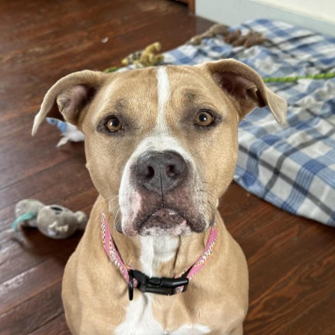 Adelyn **Off-Site Foster Home**, an adoptable Mixed Breed in Troy, IL, 62294 | Photo Image 2