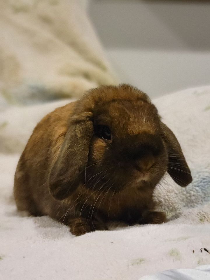 Benny, an adopted Holland Lop in Philadelphia , PA_image-5