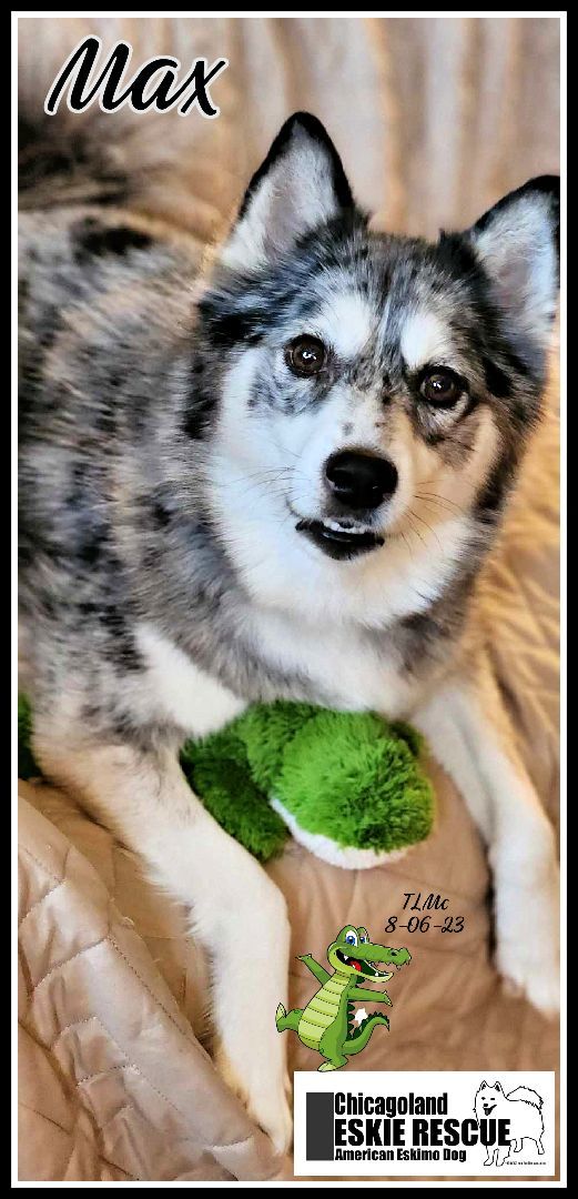 Husky best sale adoption rescue