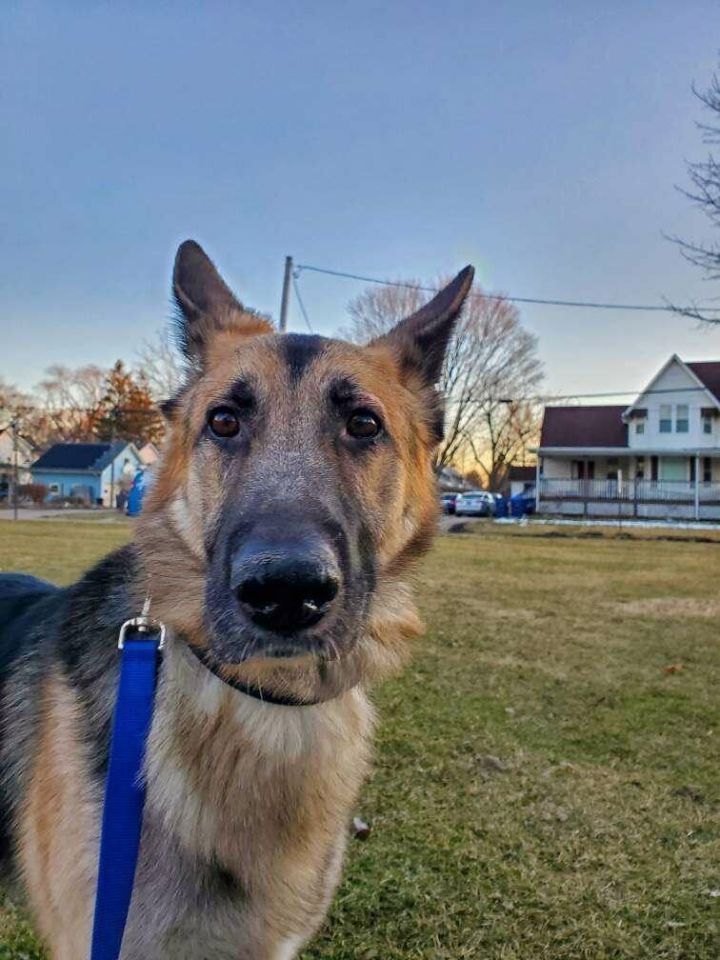 Donner , an adopted German Shepherd Dog in Chicago, IL_image-2