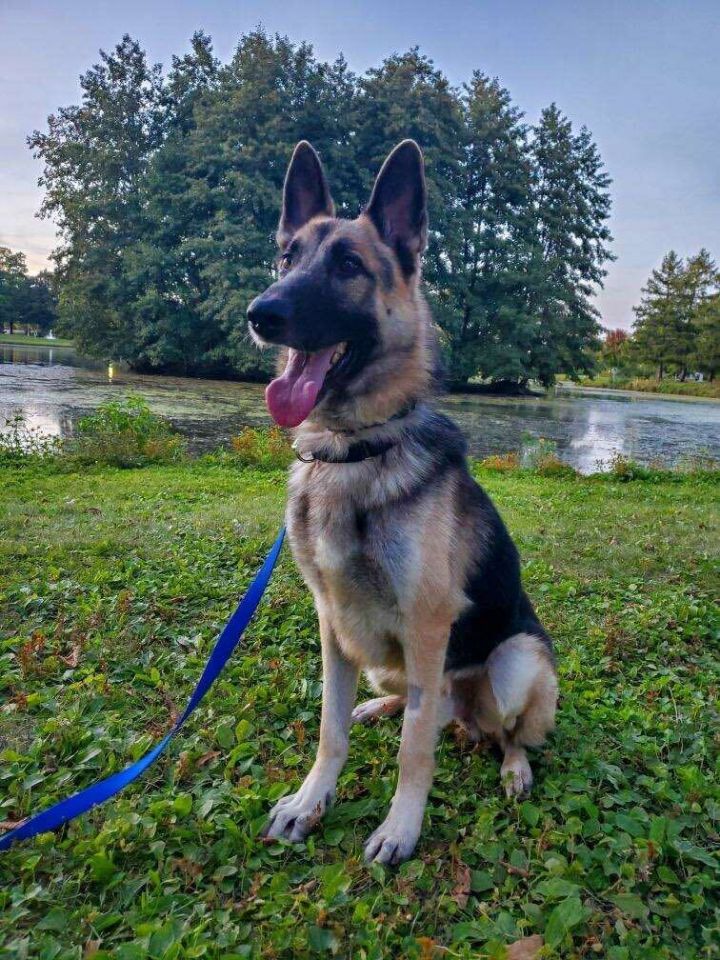 Donner , an adoptable German Shepherd Dog in Chicago, IL_image-1
