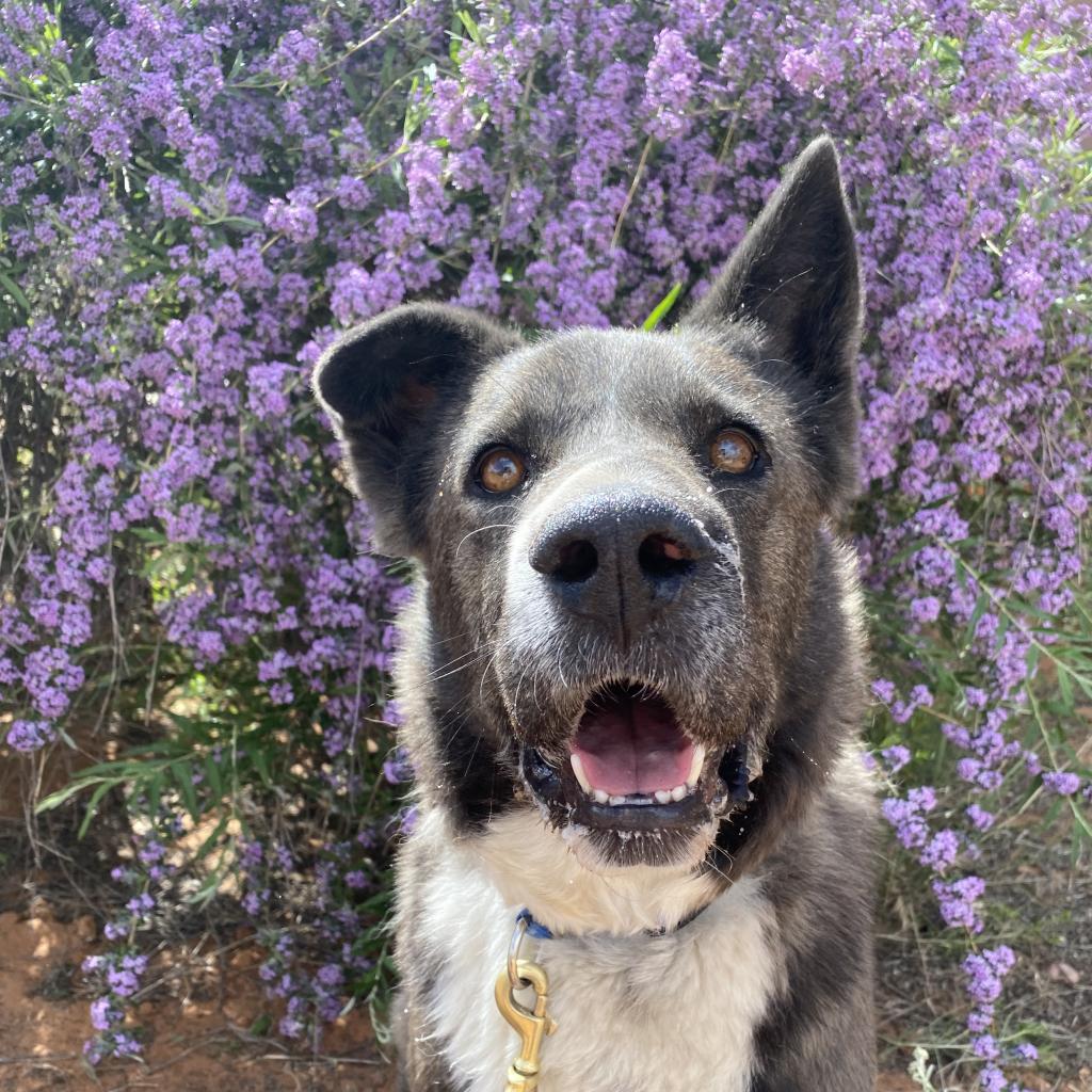 Magpie, an adoptable Akita, Border Collie in Kanab, UT, 84741 | Photo Image 1