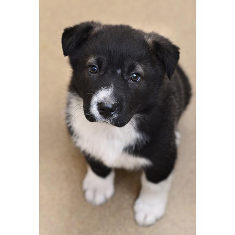 Magpie, an adoptable Akita, Border Collie in Kanab, UT, 84741 | Photo Image 2