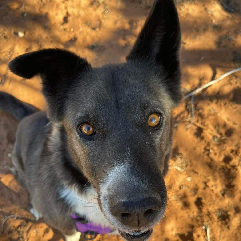 Magpie, an adoptable Akita, Border Collie in Kanab, UT, 84741 | Photo Image 3