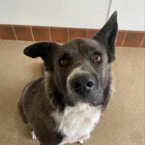 Magpie, an adoptable Akita, Border Collie in Kanab, UT, 84741 | Photo Image 3