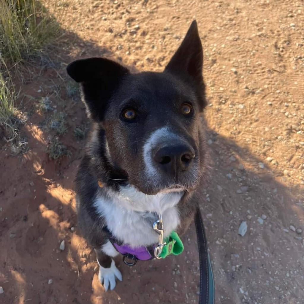 Magpie, an adoptable Akita, Border Collie in Kanab, UT, 84741 | Photo Image 3