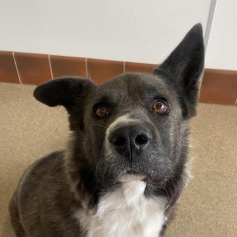 Magpie, an adoptable Akita, Border Collie in Kanab, UT, 84741 | Photo Image 4