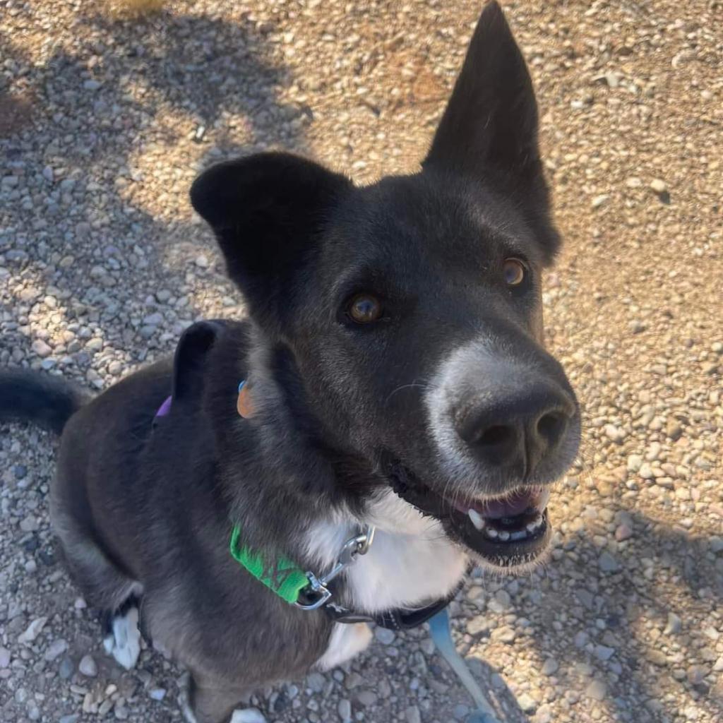 Magpie, an adoptable Akita, Border Collie in Kanab, UT, 84741 | Photo Image 4