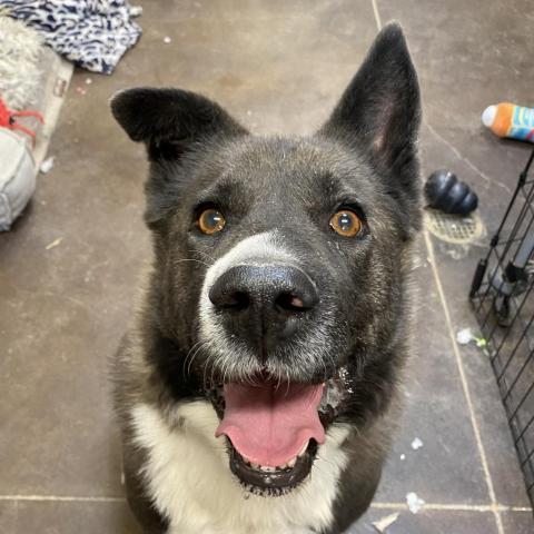 Magpie, an adoptable Akita, Border Collie in Kanab, UT, 84741 | Photo Image 5