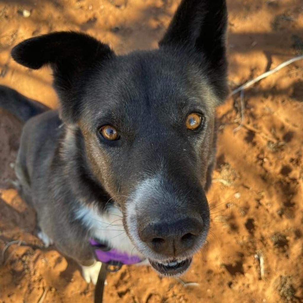 Magpie, an adoptable Akita, Border Collie in Kanab, UT, 84741 | Photo Image 5