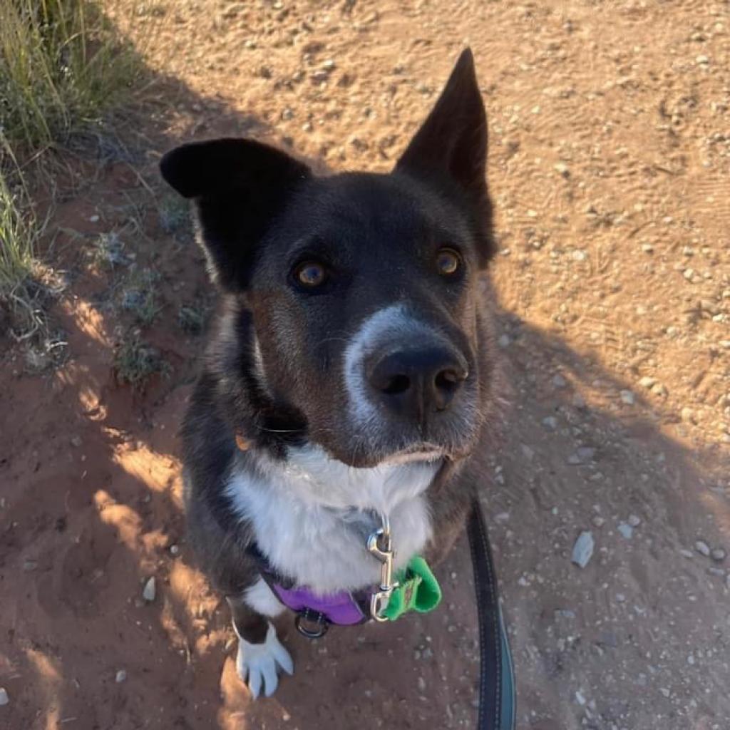 Magpie, an adoptable Akita, Border Collie in Kanab, UT, 84741 | Photo Image 6