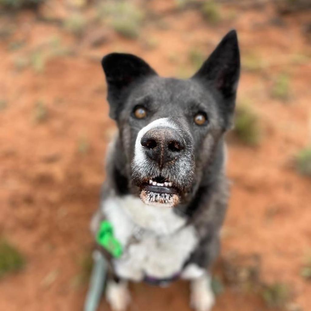 Magpie, an adoptable Akita, Border Collie in Kanab, UT, 84741 | Photo Image 6