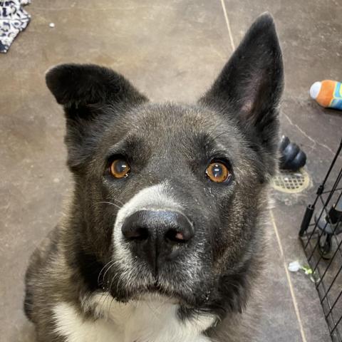 Magpie, an adoptable Akita, Border Collie in Kanab, UT, 84741 | Photo Image 6