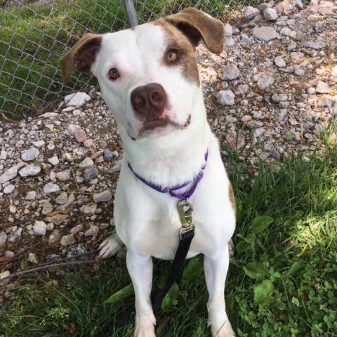 Dexter, an adoptable American Staffordshire Terrier in Olathe, KS, 66061 | Photo Image 5