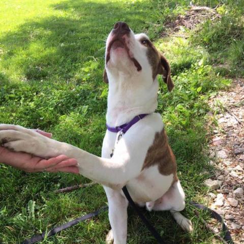 Dexter, an adoptable American Staffordshire Terrier in Olathe, KS, 66061 | Photo Image 6