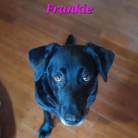 Frankie