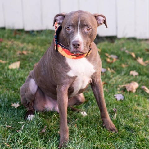 Leo, an adoptable Pit Bull Terrier, Great Dane in Olathe, KS, 66061 | Photo Image 1