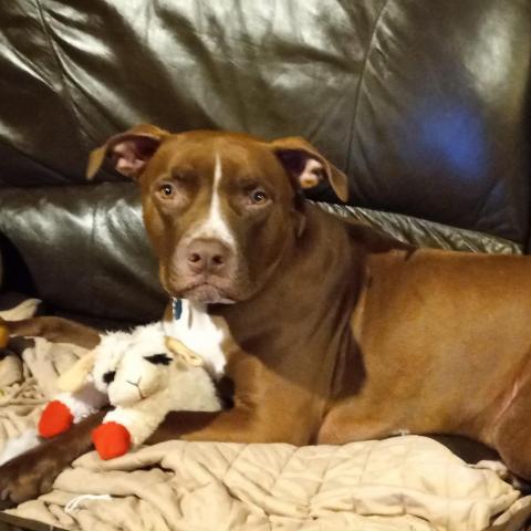 Leo, an adoptable Pit Bull Terrier, Great Dane in Olathe, KS, 66061 | Photo Image 2