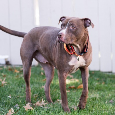 Leo, an adoptable Pit Bull Terrier, Great Dane in Olathe, KS, 66061 | Photo Image 5