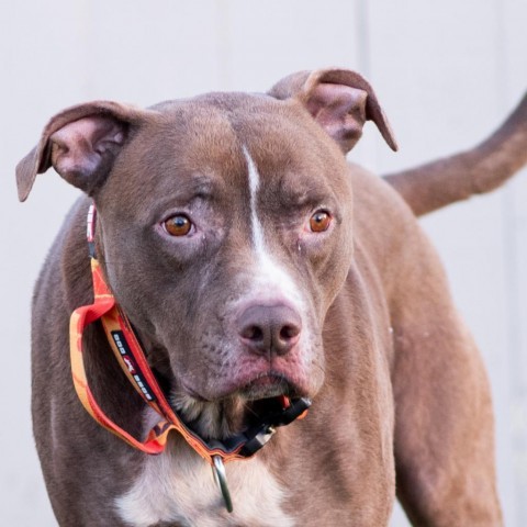 Leo, an adoptable Pit Bull Terrier, Great Dane in Olathe, KS, 66061 | Photo Image 6