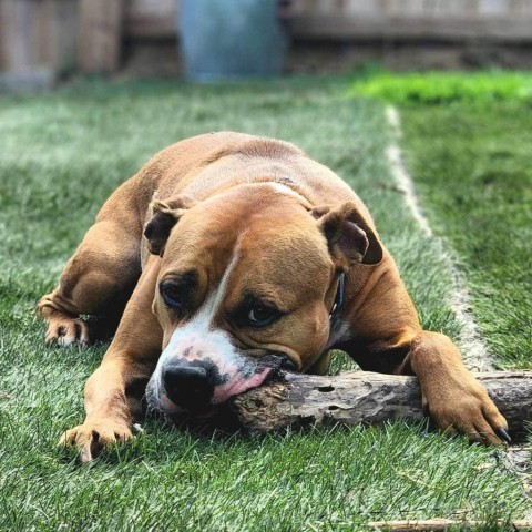 Houston, an adoptable Boxer, Pit Bull Terrier in Olathe, KS, 66061 | Photo Image 1