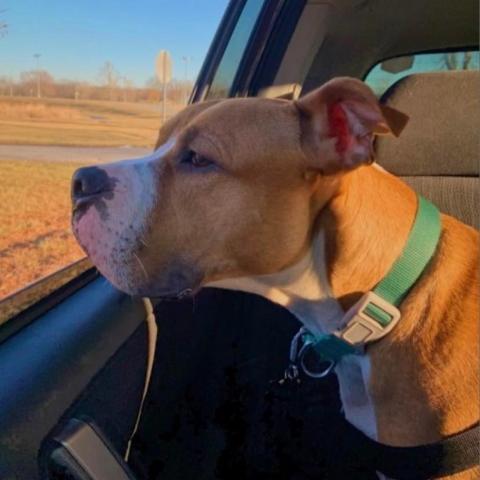 Houston, an adoptable Boxer, Pit Bull Terrier in Olathe, KS, 66061 | Photo Image 1