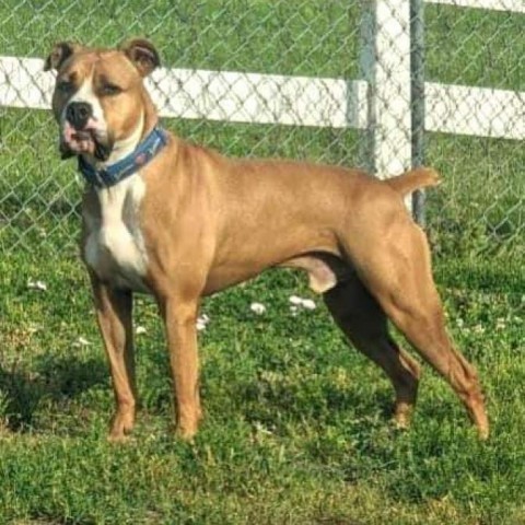 Houston, an adoptable Boxer, Pit Bull Terrier in Olathe, KS, 66061 | Photo Image 2
