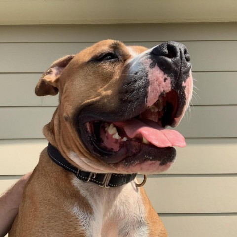 Houston, an adoptable Boxer, Pit Bull Terrier in Olathe, KS, 66061 | Photo Image 4