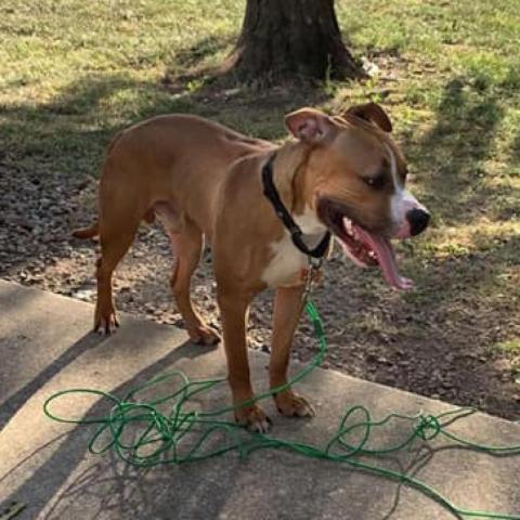 Houston, an adoptable Boxer, Pit Bull Terrier in Olathe, KS, 66061 | Photo Image 4