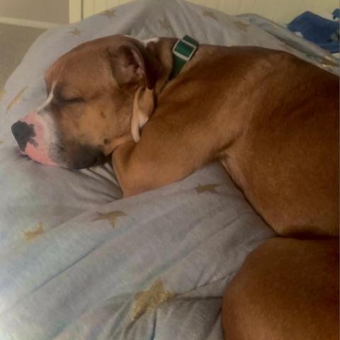 Houston, an adoptable Boxer, Pit Bull Terrier in Olathe, KS, 66061 | Photo Image 5