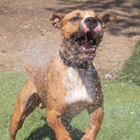 Houston, an adoptable Boxer, Pit Bull Terrier in Olathe, KS, 66061 | Photo Image 6