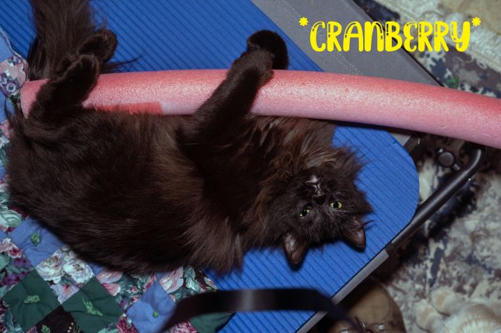 Cranberry, an adoptable Domestic Long Hair in Centerville, UT_image-1