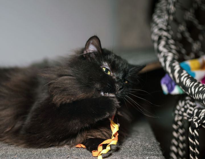 Cranberry, an adoptable Domestic Long Hair in Centerville, UT_image-2