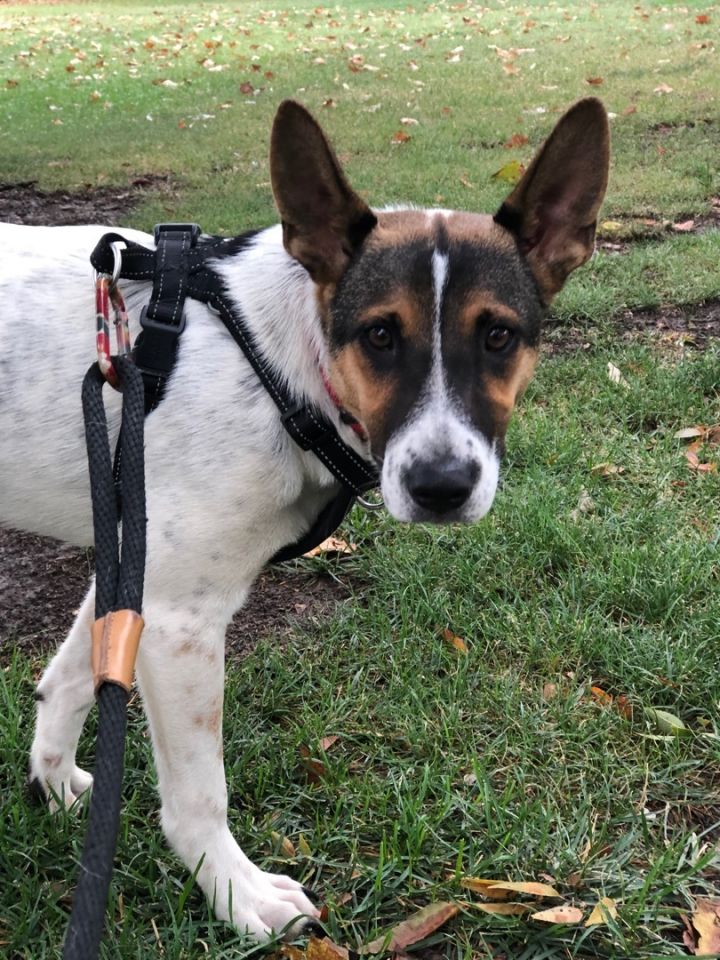 dog-for-adoption-berlin-an-australian-cattle-dog-blue-heeler