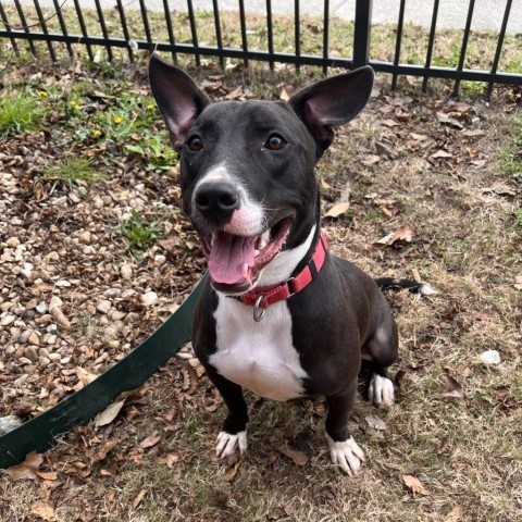 Van, an adoptable Bull Terrier, American Bulldog in Columbus, GA, 31907 | Photo Image 1