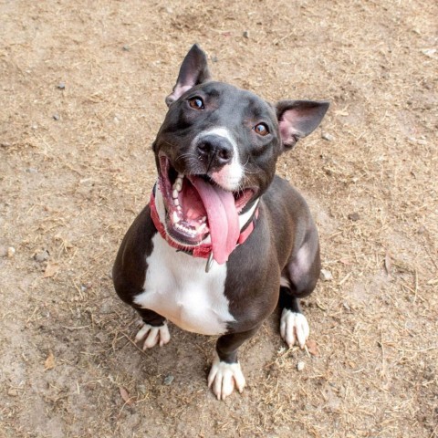 Van, an adoptable Bull Terrier, American Bulldog in Columbus, GA, 31907 | Photo Image 2