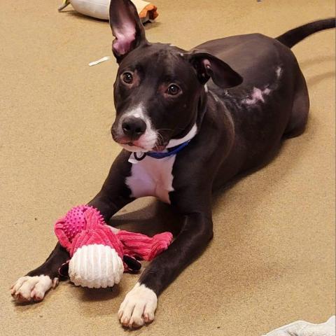 Van, an adoptable Bull Terrier, American Bulldog in Columbus, GA, 31907 | Photo Image 3