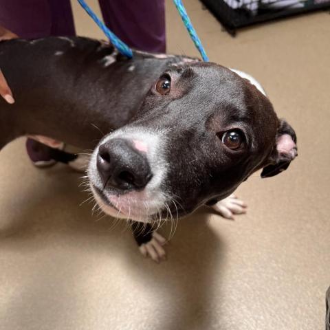 Van, an adoptable Bull Terrier, American Bulldog in Columbus, GA, 31907 | Photo Image 4