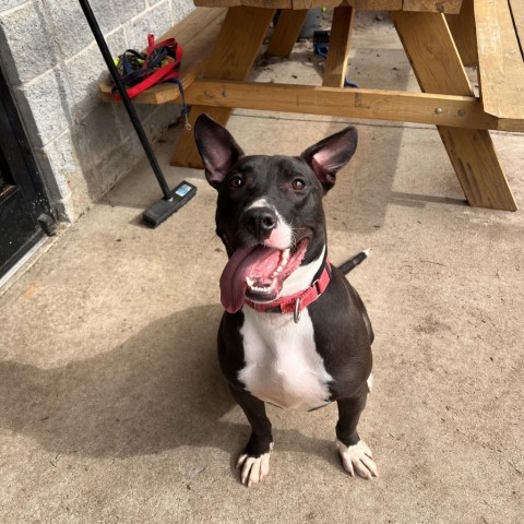 Van, an adoptable Bull Terrier, American Bulldog in Columbus, GA, 31907 | Photo Image 6