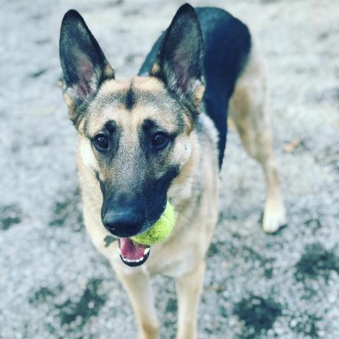 Barrett, an adoptable German Shepherd Dog in Columbus, GA, 31907 | Photo Image 1