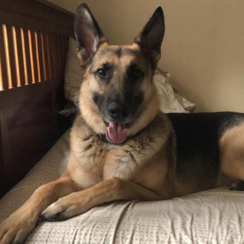 Barrett, an adoptable German Shepherd Dog in Columbus, GA, 31907 | Photo Image 2